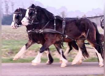 Galés-A, Caballo castrado, 3 años, 117 cm, Negro