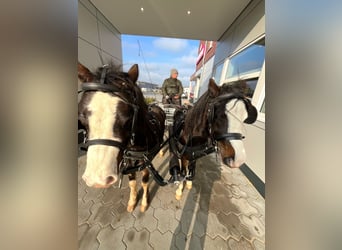 Galés-A, Caballo castrado, 3 años, 117 cm, Negro