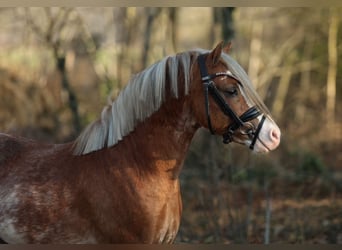 Galés-A, Caballo castrado, 3 años, 117 cm, Sabino