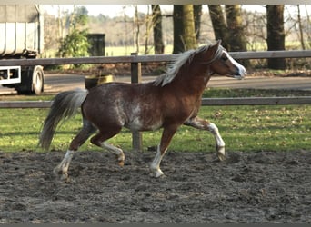 Galés-A, Caballo castrado, 3 años, 117 cm, Sabino