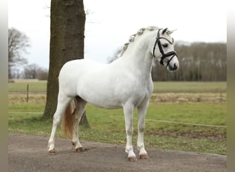 Galés-A, Caballo castrado, 3 años, 117 cm, Tordo