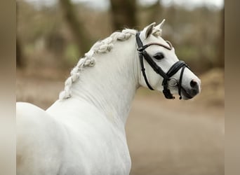 Galés-A, Caballo castrado, 3 años, 117 cm, Tordo