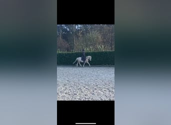 Galés-A, Caballo castrado, 3 años, 118 cm, Palomino