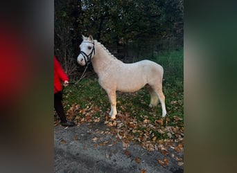 Galés-A, Caballo castrado, 3 años, 118 cm, Palomino