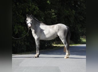 Galés-A, Caballo castrado, 3 años, 118 cm, Tordo