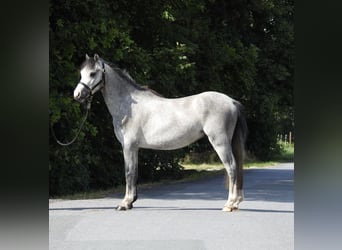 Galés-A, Caballo castrado, 3 años, 118 cm, Tordo