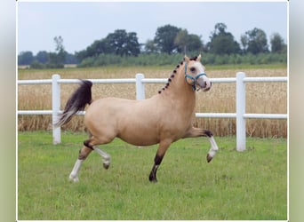 Galés-A, Caballo castrado, 3 años, 119 cm, Bayo