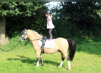 Galés-A, Caballo castrado, 3 años, 119 cm, Bayo