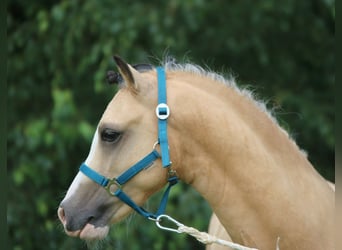 Galés-A, Caballo castrado, 3 años, 119 cm, Bayo