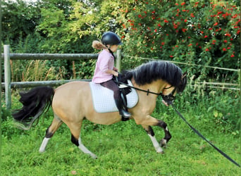 Galés-A, Caballo castrado, 3 años, 119 cm, Bayo