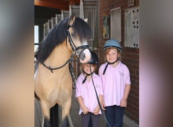 Galés-A, Caballo castrado, 3 años, 119 cm, Bayo