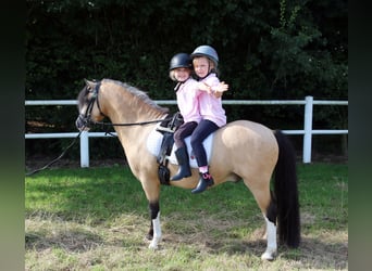 Galés-A, Caballo castrado, 3 años, 119 cm, Bayo