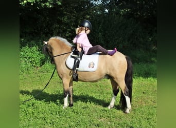 Galés-A, Caballo castrado, 3 años, 119 cm, Bayo