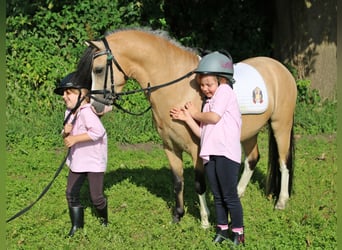 Galés-A, Caballo castrado, 3 años, 119 cm, Bayo