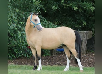 Galés-A, Caballo castrado, 3 años, 119 cm, Bayo