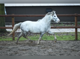 Galés-A, Caballo castrado, 3 años, 119 cm, Tordo