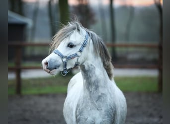 Galés-A, Caballo castrado, 3 años, 119 cm, Tordo