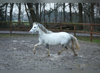 Galés-A, Caballo castrado, 3 años, 119 cm, Tordo