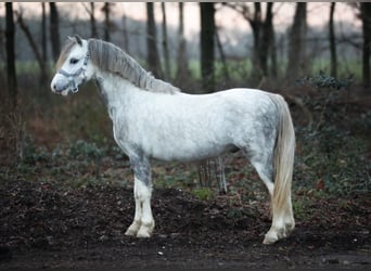 Galés-A, Caballo castrado, 3 años, 119 cm, Tordo