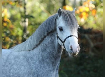 Galés-A, Caballo castrado, 3 años, 120 cm, Castaño-ruano