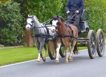 Galés-A, Caballo castrado, 3 años, 120 cm, Castaño-ruano