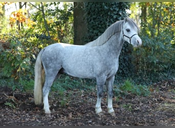 Galés-A, Caballo castrado, 3 años, 120 cm, Castaño-ruano