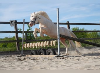 Galés-A, Caballo castrado, 3 años, 120 cm, Cremello