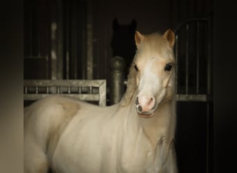 Galés-A, Caballo castrado, 3 años, 120 cm, Palomino