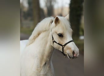 Galés-A, Caballo castrado, 3 años, 120 cm, Palomino