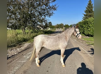 Galés-A, Caballo castrado, 3 años, 120 cm, Ruano alazán