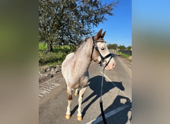 Galés-A, Caballo castrado, 3 años, 120 cm, Ruano alazán