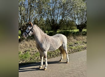 Galés-A, Caballo castrado, 3 años, 120 cm, Ruano alazán