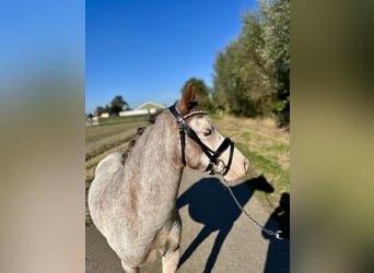 Galés-A, Caballo castrado, 3 años, 120 cm, Ruano alazán