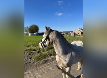 Galés-A, Caballo castrado, 3 años, 120 cm, Ruano alazán