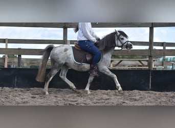 Galés-A, Caballo castrado, 3 años, 120 cm, Tordo