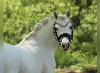 Galés-A, Caballo castrado, 3 años, 120 cm, Tordo