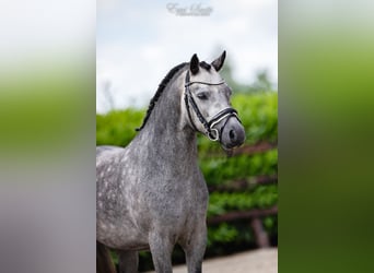 Galés-A, Caballo castrado, 3 años, 120 cm, Tordo rodado