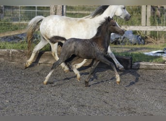 Galés-A, Caballo castrado, 3 años, 122 cm, Tordo