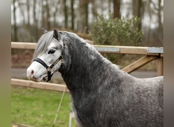 Galés-A, Caballo castrado, 3 años, 122 cm, Tordo