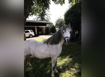 Galés-A, Caballo castrado, 3 años, 124 cm, Tordo