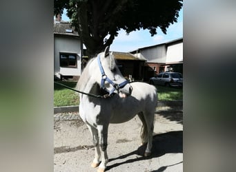 Galés-A, Caballo castrado, 3 años, 124 cm, Tordo