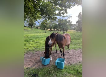 Galés-A, Caballo castrado, 3 años, 125 cm, Castaño