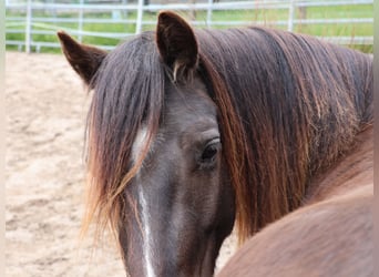 Galés-A, Caballo castrado, 3 años, 125 cm, Negro