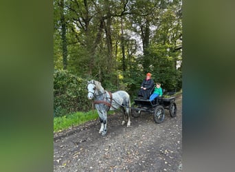 Galés-A, Caballo castrado, 3 años, 125 cm, Tordo rodado