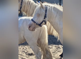 Galés-A, Caballo castrado, 3 años, Cremello