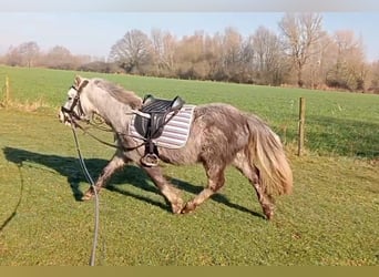 Galés-A, Caballo castrado, 3 años, Tordo