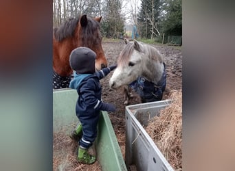 Galés-A, Caballo castrado, 3 años, Tordo