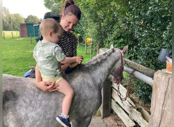 Galés-A, Caballo castrado, 3 años, Tordo