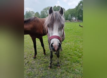 Galés-A, Caballo castrado, 3 años, Tordo