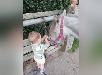 Galés-A, Caballo castrado, 3 años, Tordo